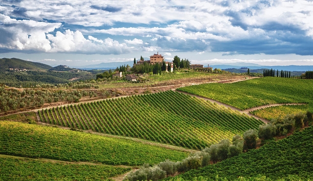 Paysage Vignoble Toscane Italie
