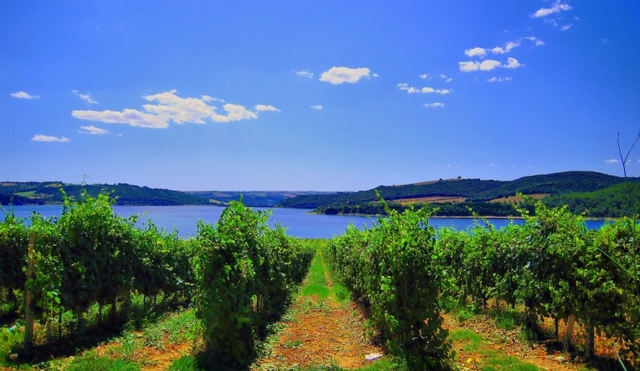 Paysage Vignoble Ombrie Italie