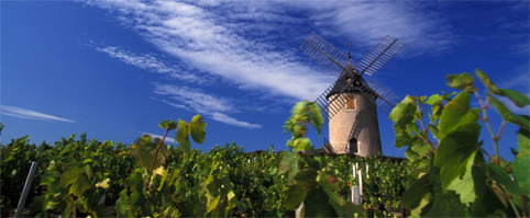 Paysage Vignoble Beaujolais France