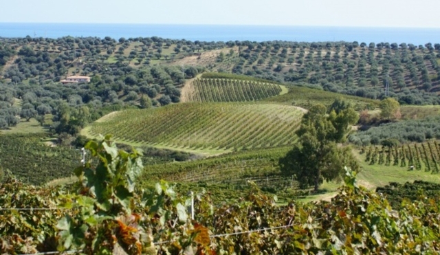 Paysage Vignoble Calabre Italie