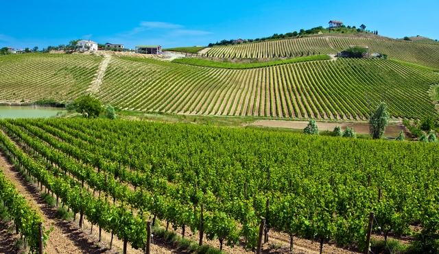 Paysage Vignoble Abruzzes Italie