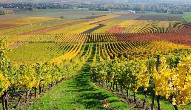 Paysage Vignoble Pouilles Italie