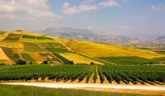 Paysage Vignoble Sicile Italie