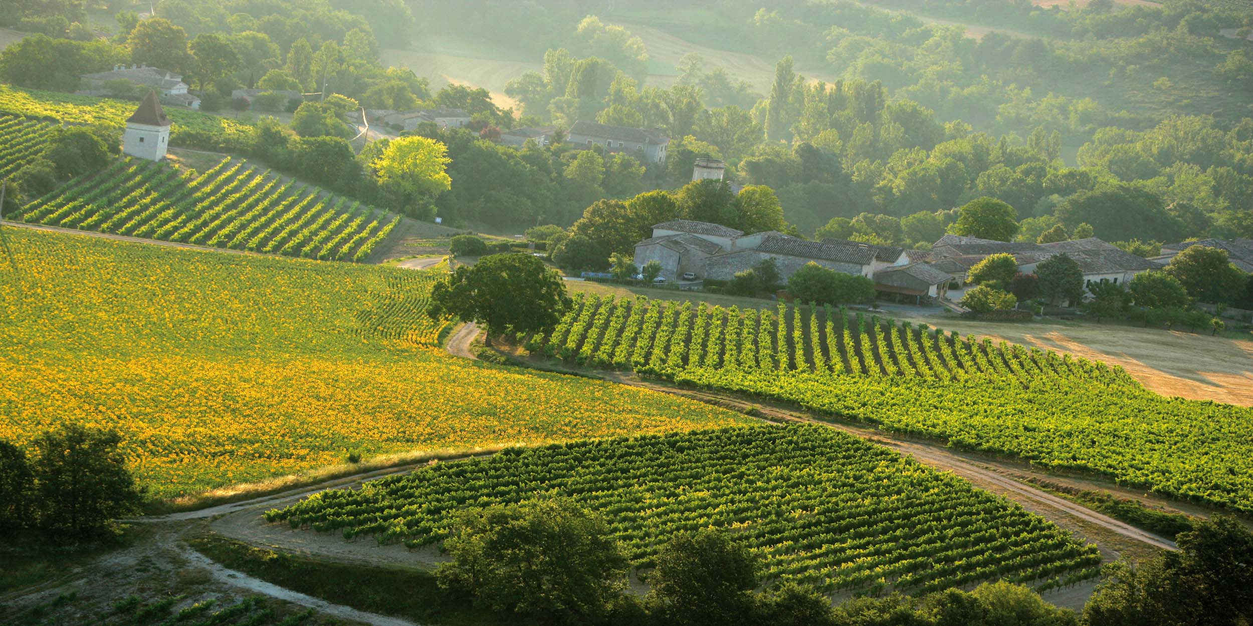 Paysage Vignoble Sud Ouest France