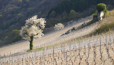 Paysage Vignoble Jura-Savoie France