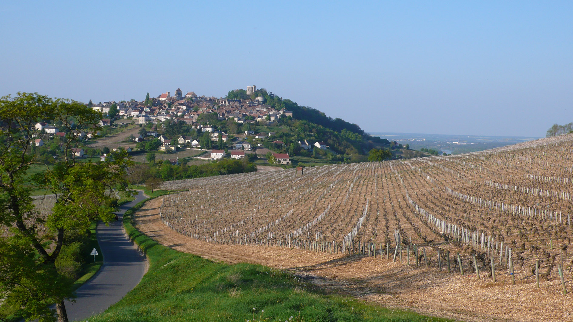 Paysage Vignoble Loire France