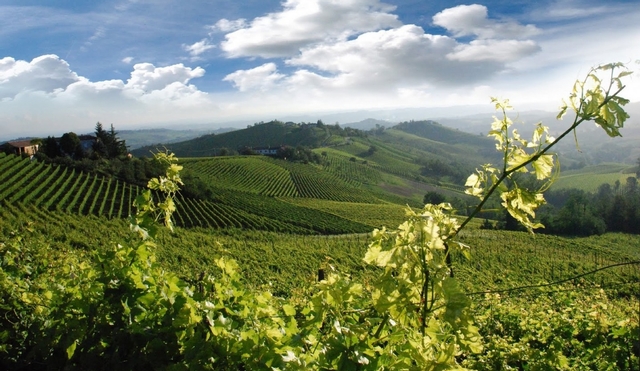Paysage Vignoble Piémont Italie