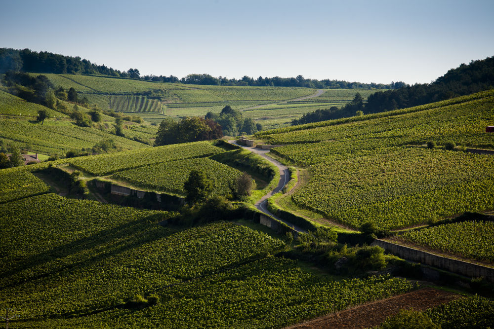 Paysage Vignoble Bourgogne France