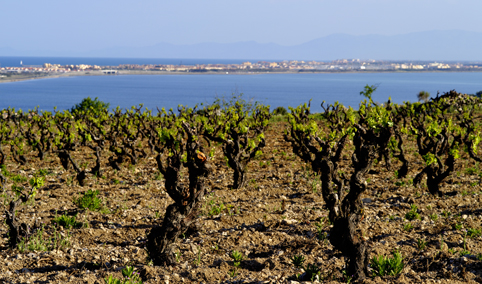Paysage Vignoble Languedoc Roussillon France