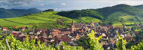 Paysage Vignoble Alsace