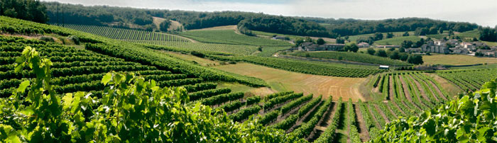 Vignoble Cognac France