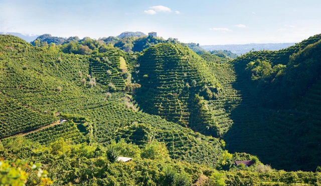 Paysage Vignoble Vénétie Italie