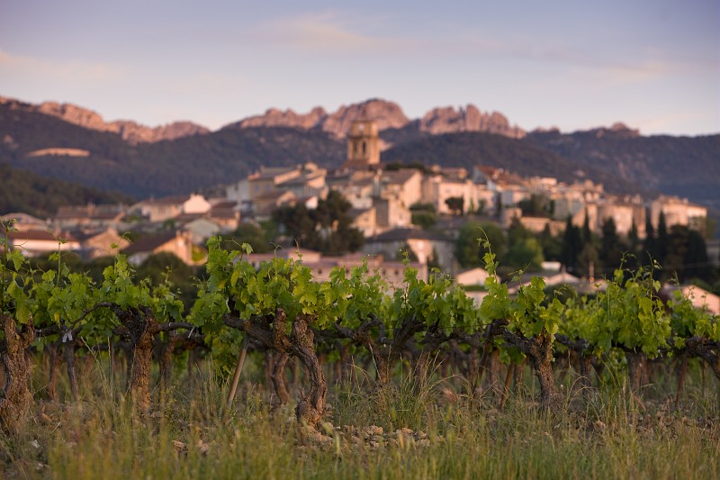 Paysage Vignoble Vallée du Rhne France