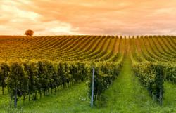 aperçu culture de vins bio